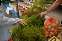 Kaboompics - Fresh Dill and Root Vegetables at a Farmers Market