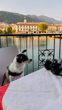 Kaboompics - Small Dog And Camera At A Lakeside Restaurant In Italy