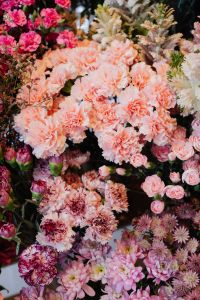 Kaboompics - Various colors of Dianthus, carnation