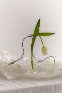 Minimalist White Flower Still Life with Water