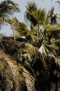 Kaboompics - Palm Leaves Rising Through Botanical Garden Greenery