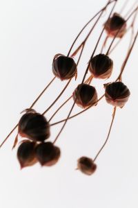 Kaboompics - Floating Dried Seed Pods Light Botanical Composition