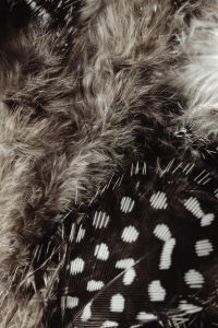 Kaboompics - Diagonal Contrast of Spotted Feathers and Gray Down