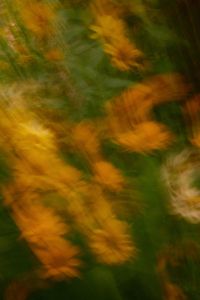 Kaboompics - Soft Orange Flower Background with Green Foliage