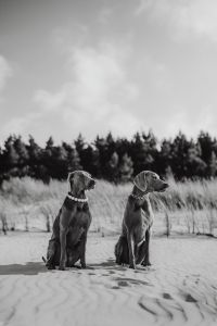 Kaboompics - Canine Couture - Paws and Style