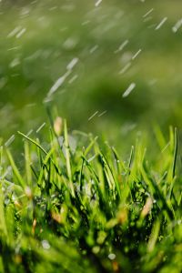 Kaboompics - Diagonal Light Streaks over Soft Green Grass, Abstract Spring Lawn Background