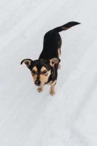 Kaboompics - The Strange Dog