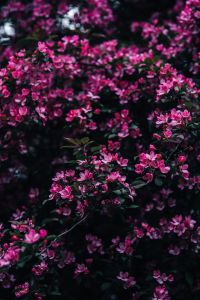 Kaboompics - Pink Blossom Clusters Framing Dark Spring Bokeh