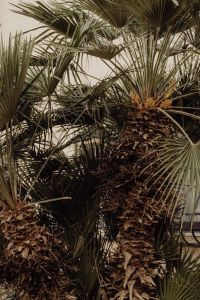 Kaboompics - Close-Up of Fan Palm Crown and Dried Fruit