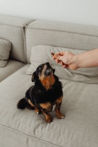 Kaboompics - Black and Tan Dog Waiting for a Treat with Copy Space