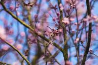 Kaboompics - Blurred Pink Flowering Branches and Spring Buds Against Blue Pink Bokeh