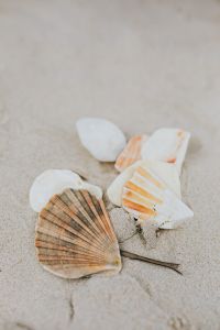 Kaboompics - Close-Up Seashells on a Sandy Beach