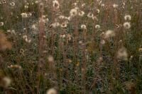 Kaboompics - Dandelion Seed Heads Rising Through Meadow Grasses