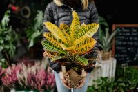 Kaboompics - Woman holding a croton - Codiaeum