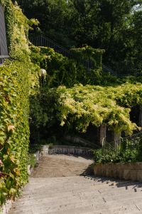 Kaboompics - Shaded Stone Steps Descending Through a Lush Italian Garden