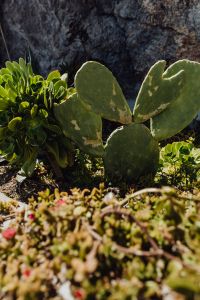 Kaboompics - Close-Up Prickly Pear Cactus Pads by a Stone Wall