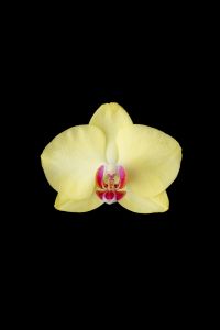 Kaboompics - Three Colorful Orchid Flowers Isolated On Black Background