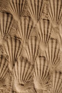 Kaboompics - Fan-Shaped Shell Imprints in Wet Sand