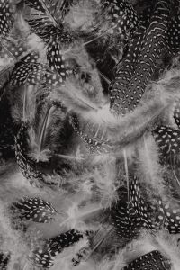 Kaboompics - Black and White Feather Pattern with Curved Quill Lines