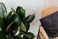 Kaboompics - Ficus Elastica Robusta