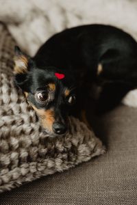 Kaboompics - A dog with heart on head