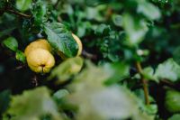 Kaboompics - Japanese Quince Fruit with Raindrops on a Garden Branch