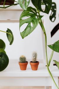 Kaboompics - Tropical Houseplants With Monstera Pilea and Cactus