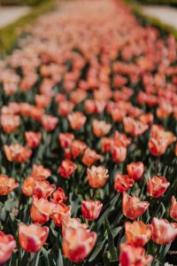 Kaboompics - Tall Pink Tulips Along a Green Garden Border