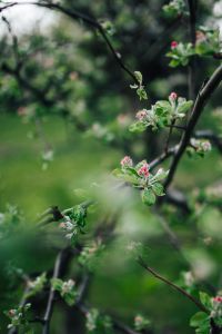 Kaboompics - Close-ups of leaves, flowers and fruit on trees, part 1