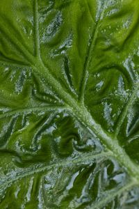 Kaboompics - Alocasia Green Leaf Background Texture