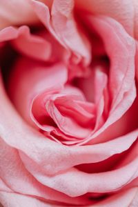 Soft-Focus Pink Rose Petals in Extreme Close-Up, Abstract Floral Background for Design