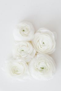 Kaboompics - Tall White Ranunculus Arrangement with Layered Petals on Neutral Background