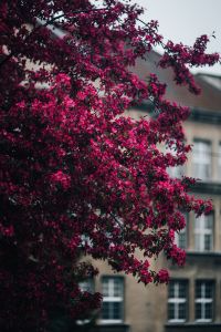 Pink Blossom Backgrounds