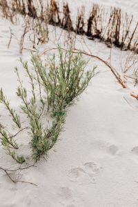 Kaboompics - Grass on a beach