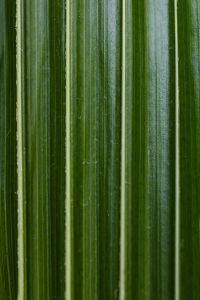 Kaboompics - Palm Leaf Background with Long Linear Veins