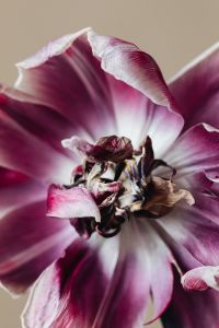 Kaboompics - Macro Purple Dried Flower Center