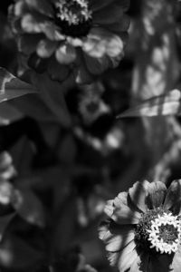Kaboompics - Black and White Close-Up of a Garden Flower