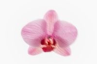 Kaboompics - Single Pink Orchid Minimal Clean Background