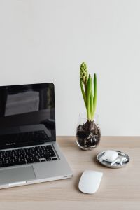 Kaboompics - Laptop and Green Plant with AirPods and Mouse on Desk