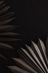 Kaboompics - Dark Palm Fronds Framing an Open Black Textured Center, Moody Background