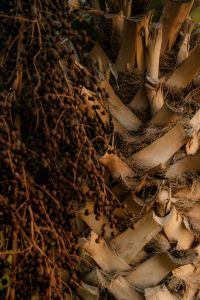 Kaboompics - Palm Trunk with Dried Fruit Clusters