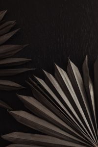 Kaboompics - Black Palm Fronds Framing a Moody Textured Background with Central Copy Space