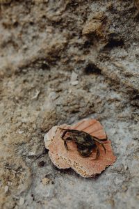 Kaboompics - Dry dead crab at the beach