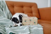 Kaboompics - Sleeping Dog Beside Wrapped Christmas Present