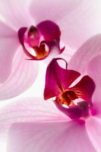 Kaboompics - Extreme Macro Orchid Detail With Soft Focus Petals