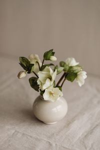 Kaboompics - White Blossoms and Green Buds in a Cream Ceramic Vase