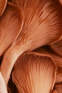 Kaboompics - Peach Mushroom Gills