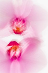 Kaboompics - Soft Pink Orchid Double Flower Abstract Background