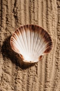 Kaboompics - Scallop Shell on Textured Beach Sand