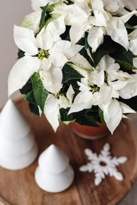 Kaboompics - White Poinsettia and Paper Snowflake Christmas Decor